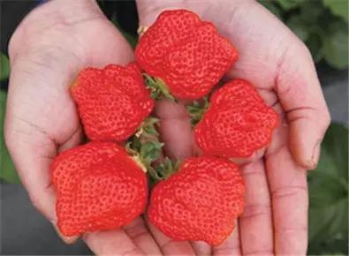 注意了，草莓扎堆上市，这几种草莓可买不得！