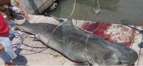 渔民在海中抓起了一只虎鲨，剖开肚子后还有让人想不到的收获