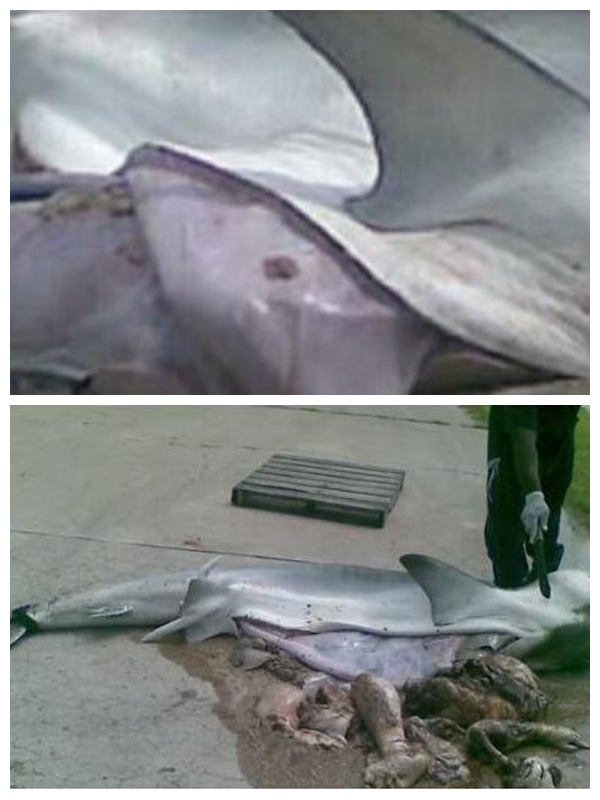 渔民在海中抓起了一只虎鲨，剖开肚子后还有让人想不到的收获