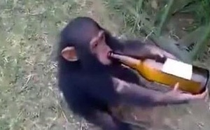 非洲年幼猩猩酗酒成性疑遭主人虐待 拿酒姿势与人类无异