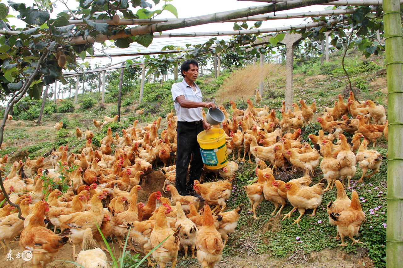 怎样才能养殖出生态鸡？除了环境要好，养殖过程最重要