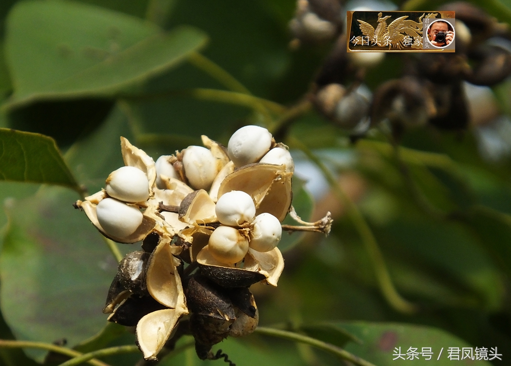 你的童年或许在农村,采摘木子卖钱挣学费,如今木子为何受冷落?