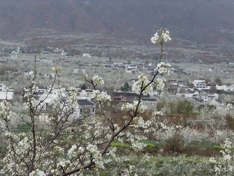 雅安两处上榜四川春季九大最美景点