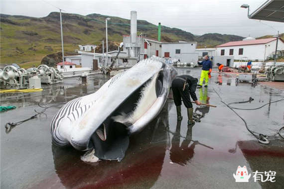 停止捕鲸离“没有买卖就没有杀害”还有多远