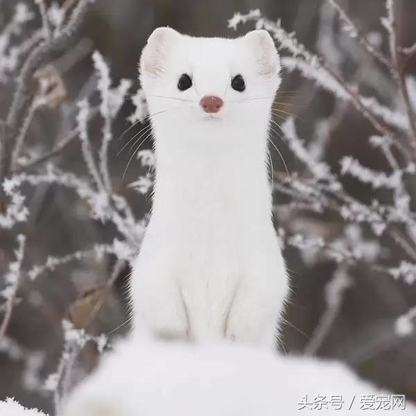 上班族养什么宠物可行性比较高？简述八种适合上班族的宠物