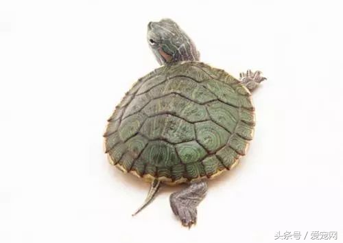 上班族养什么宠物可行性比较高？简述八种适合上班族的宠物