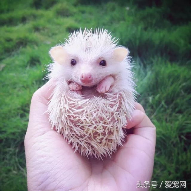上班族养什么宠物可行性比较高？简述八种适合上班族的宠物