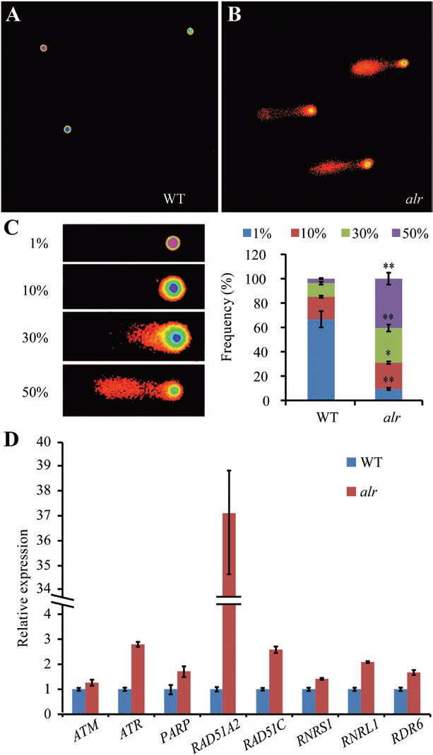 万建民院士研究团队揭示dCMP脱氨酶在