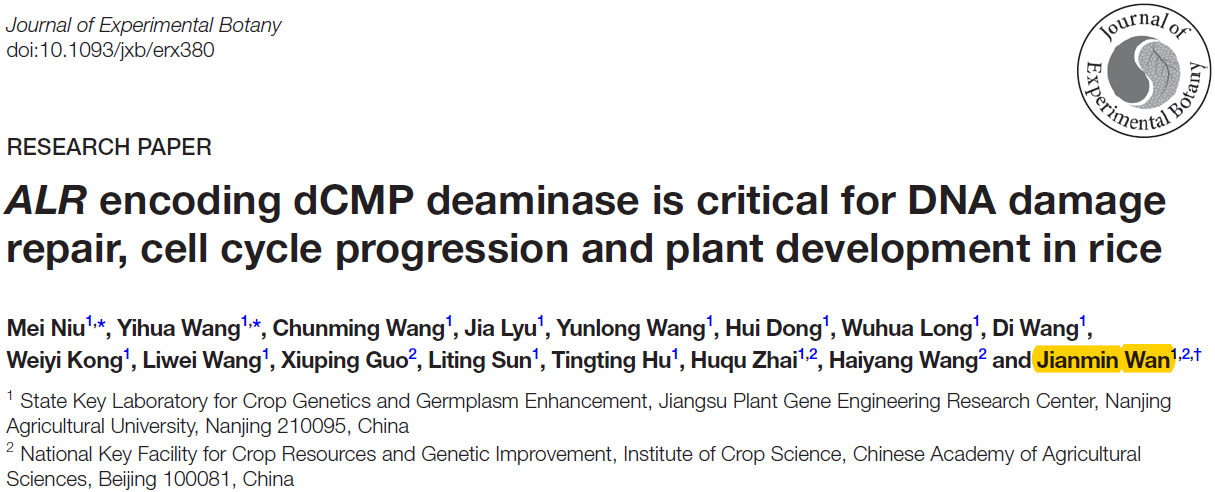 万建民院士研究团队揭示dCMP脱氨酶在