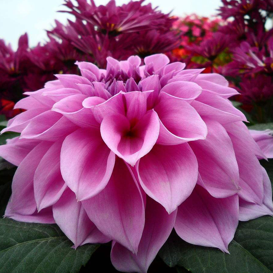 十二星座女生的专属幸运花,知道自己是哪个吗?天秤座太美了