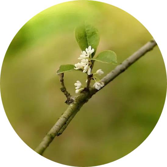 《诗经》里最美的句子，美到灵魂里！