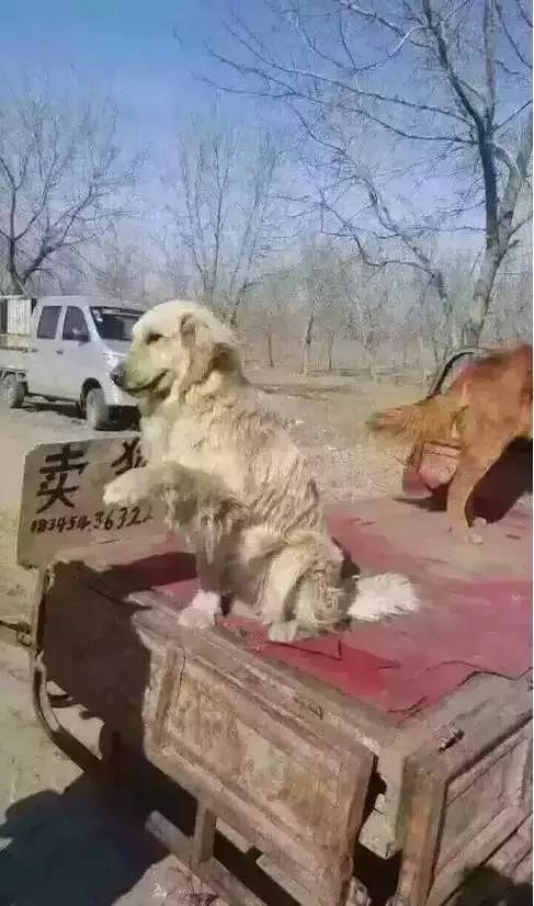 金毛被车拉着，将要卖到狗肉馆，它向狗贩子做出的动作让人心酸！
