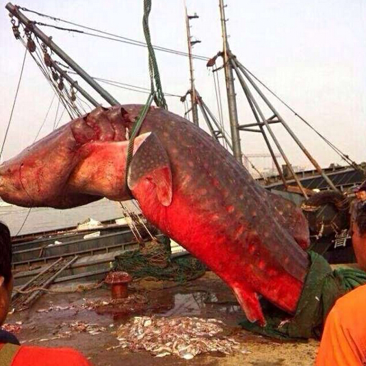 山东捕获巨型鲨鱼，残忍将其肢解，之后还做了这种事！让人发指！