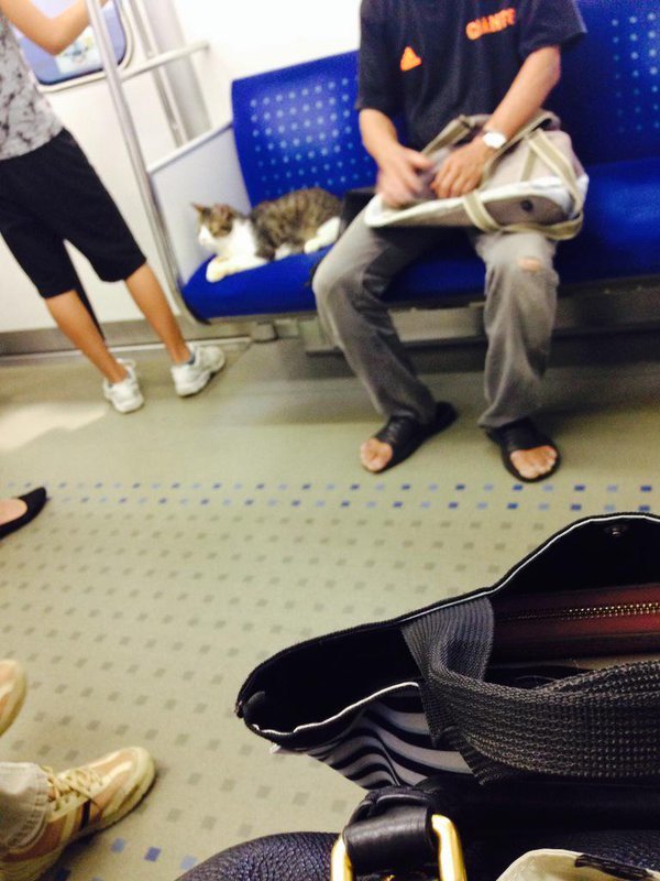 日本这只猫咪已经长达三年自己坐地铁出门玩乐