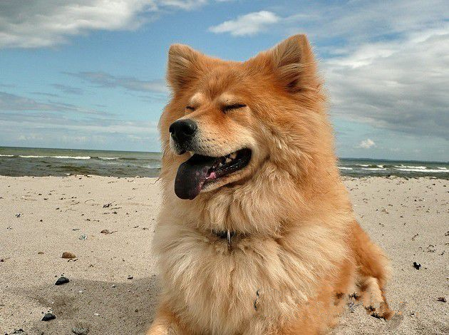 歐亞大陸最強猛犬 歐亞大陸犬 體重可達300斤 天天看點