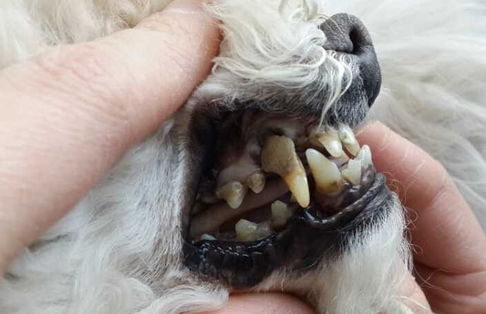 当狗主人看到自己家狗狗牙齿被拔光时，他流下了后悔的泪水