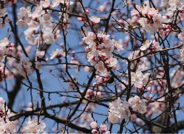长春春天赏花指引图，下周就去看！