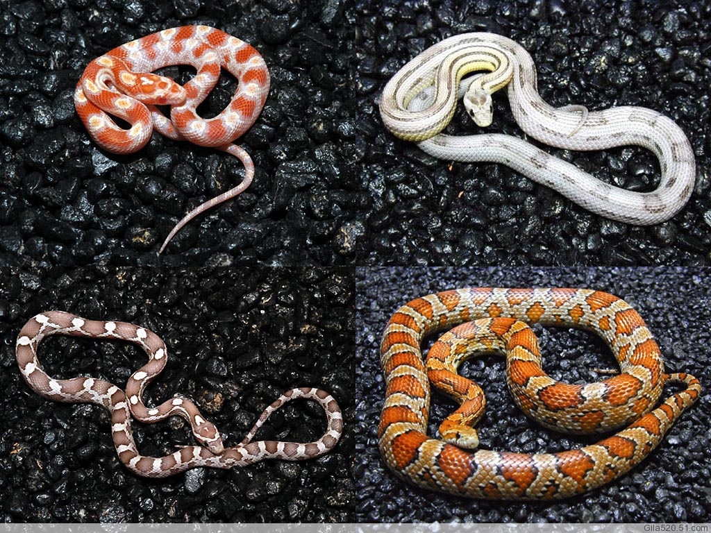 玉米蛇,在一条不寻常的道路上游走