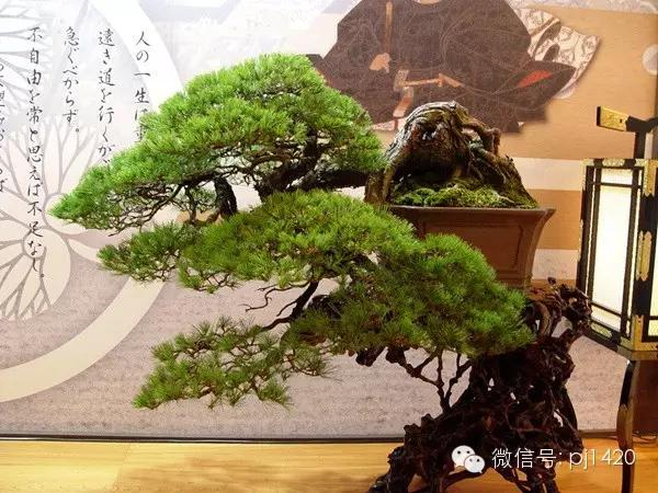 为纪念他，日本盆栽界的代表名树都上场了