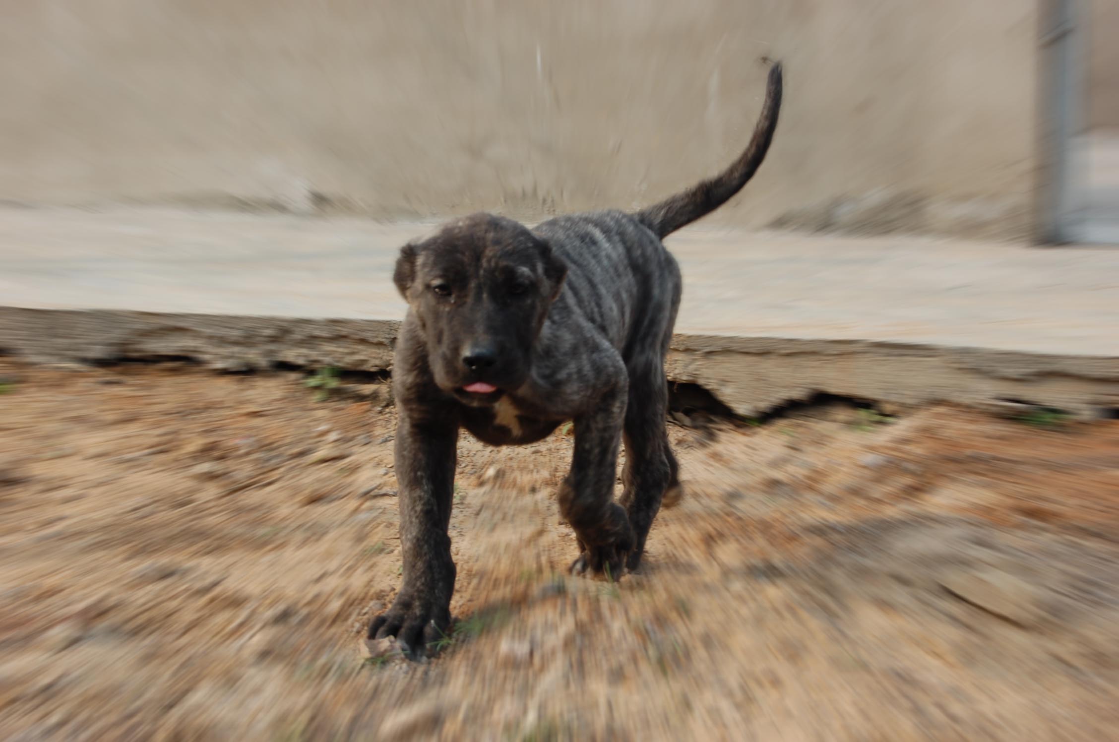 给坎高犬吃生肉的好处,你知道多少?