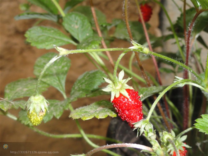 “鲜”行者--盆栽四季草莓，盆栽五彩辣椒，要的就是这个味