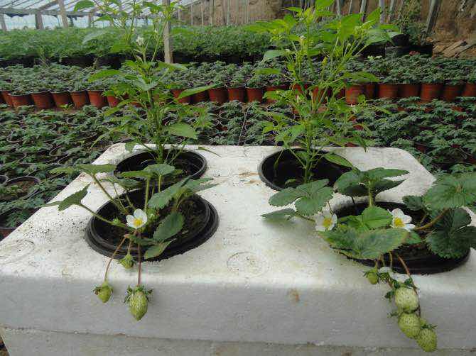 微立方菜园，0.1平方在阳台能种植什么蔬菜？旧物改造美观实用