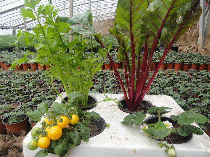 微立方菜园，0.1平方在阳台能种植什么蔬菜？旧物改造美观实用