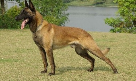 中华第一本土军犬:中国马犬，海陆空全能工作犬