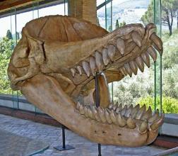 寻觅国度：史前超强顶级掠食者——梅氏利维坦鲸
