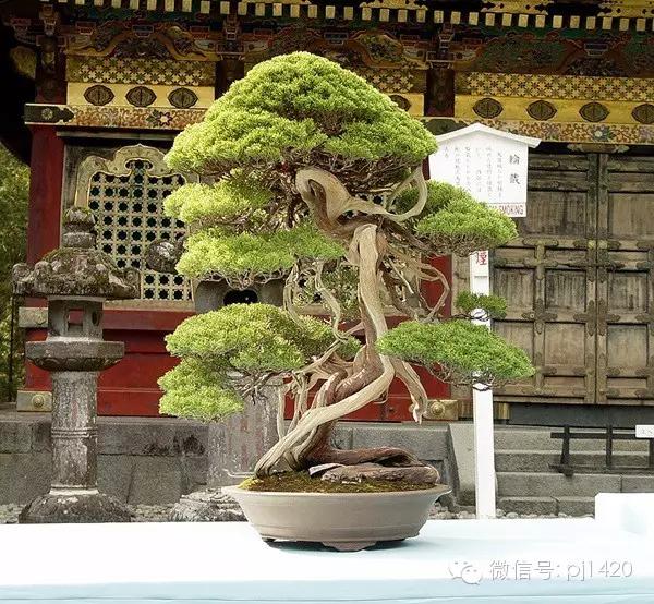 为纪念他，日本盆栽界的代表名树都上场了