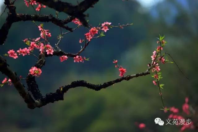 柳缨 : 陌上花开