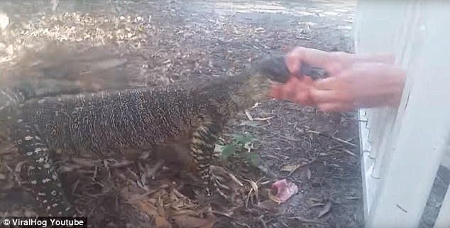 惊魂一幕!澳男孩喂食巨蜥手指被咬