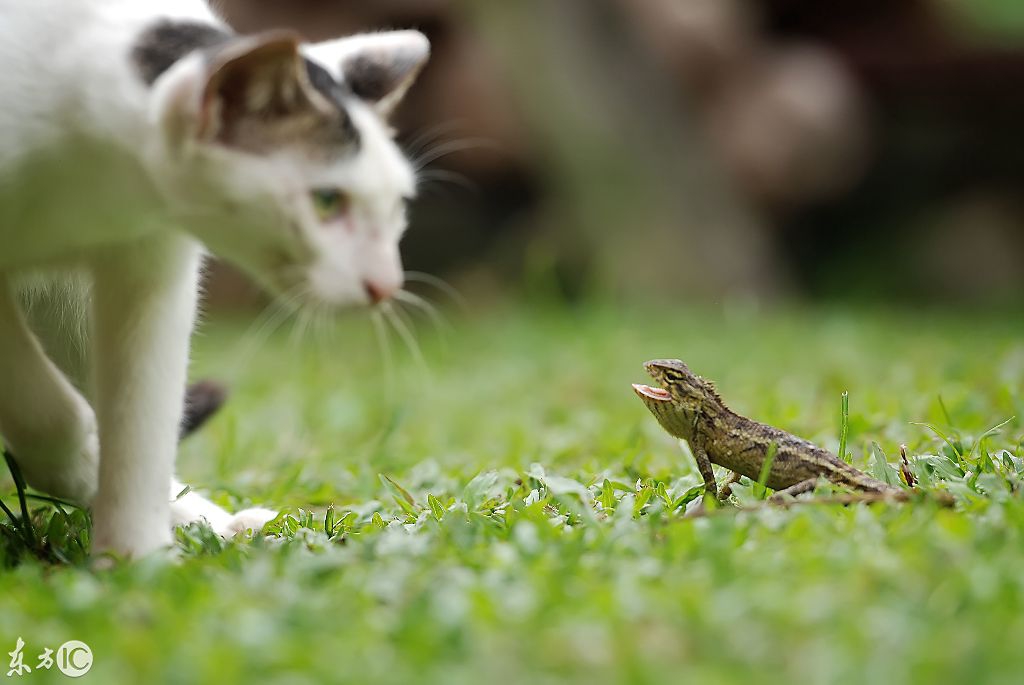动物趣闻：勇敢的小蜥蜴PK流浪猫，谁胜谁负呢？