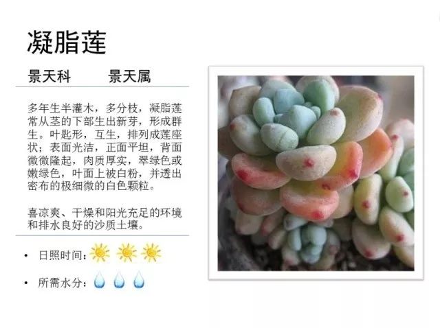 植物百科｜一起来认识多肉植物！
