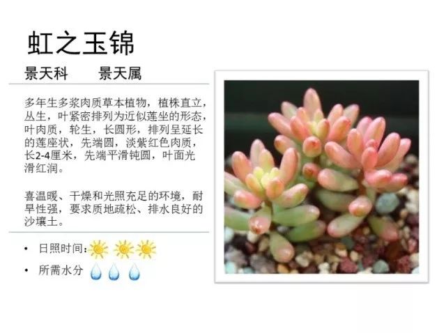 植物百科｜一起来认识多肉植物！