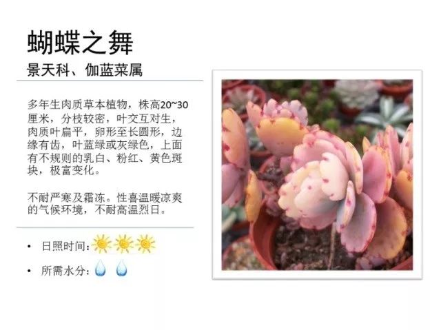 植物百科｜一起来认识多肉植物！
