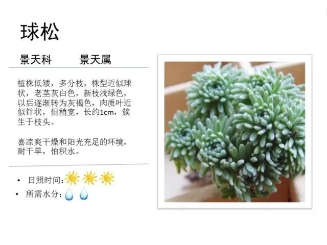 植物百科｜一起来认识多肉植物！