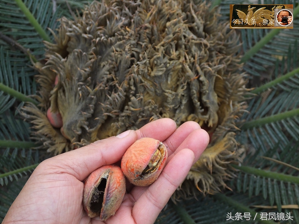 湖北宜昌：铁树果有毒，无人采摘，主治咳嗽，网售120元一公斤！
