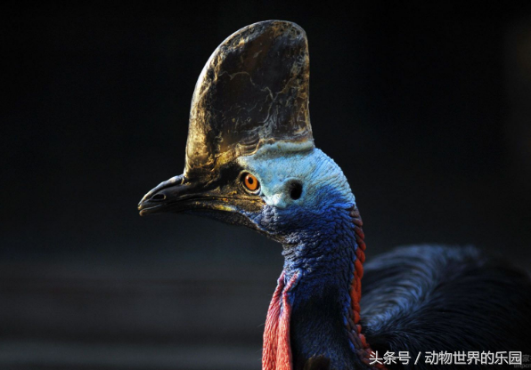 世界上最大的鸡（世界最大鸡高度能达1.7m）
