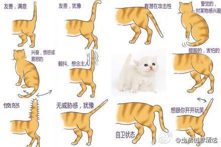 铲屎官须知:喵星人摇尾巴的14种情绪