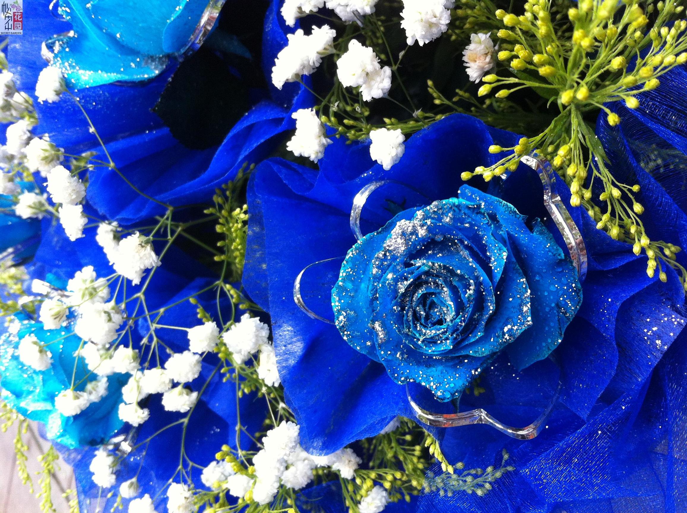 蓝玫瑰花语与含义