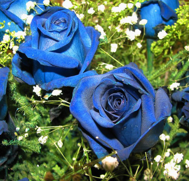 蓝玫瑰代表什么意思（揭秘蓝玫瑰花语与含义）