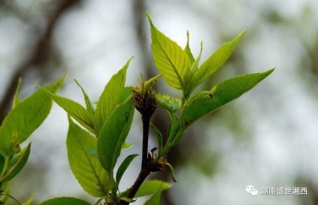 杜仲雄花的作用与功效 喝杜仲雄花茶的注意事项