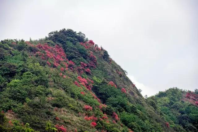 佛岡通天蠟燭山上的杜鵑花紅遍了天!美呆了!