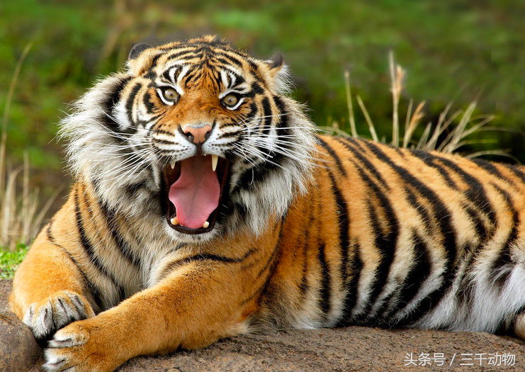 爪哇巨虎图片