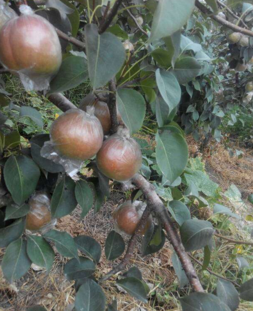 關(guān)于苗木——梨樹(shù)品種玉露香