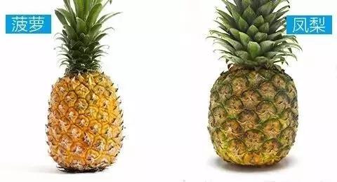 凤梨和菠萝是有差别的，这些相似水果你都买对了么？