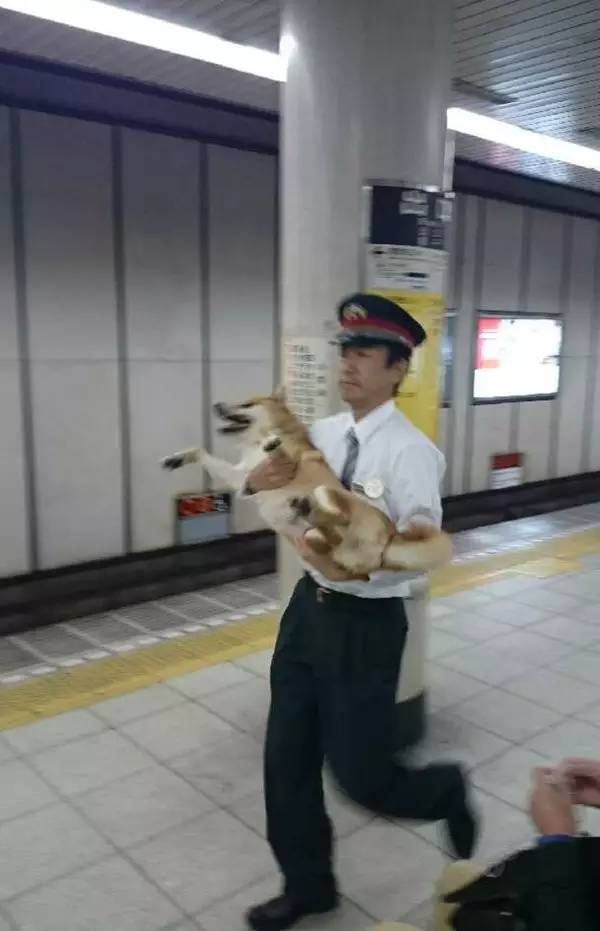 柴犬凭借身高成功逃票混入车站，可惜惊动工作人员，最终被抓获！