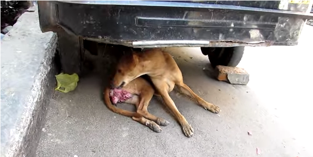 流浪狗一直在舔着自己的蛋蛋走近一看竟发现心碎的一幕