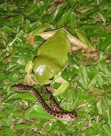 发现一只青蛙在捕食奇怪的猎物，走近一看，傻眼了！